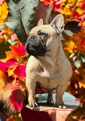 Étalon Bouledogue français - Sybelle du Léman d'Or