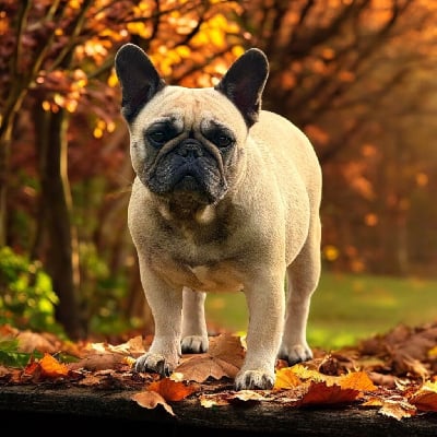 Étalon Bouledogue français - Sharon Du Val De Capsil