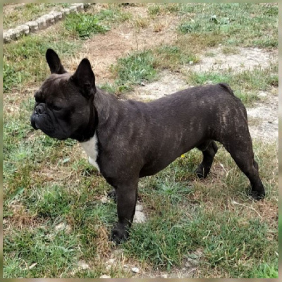 Étalon Bouledogue français - U-achille De La Cité Des Animaux