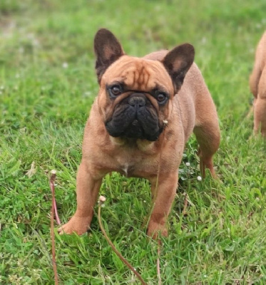 Étalon Bouledogue français - Uthor karstark du domaine de Bodaway