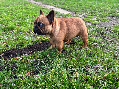 Étalon Bouledogue français - Bulld'offe Torreto