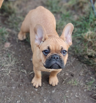 Étalon Bouledogue français - Tahoma Du Domaine De Lilounaka