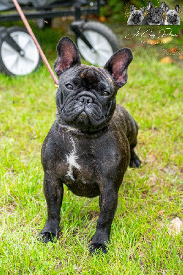 Étalon Bouledogue français - Una loca at Crazy Dreams of Corabelli