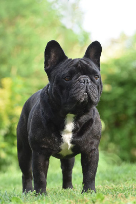 Étalon Bouledogue français - CH. Leon francuski papilot