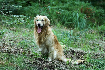 Étalon Golden Retriever - Hermès De Chemin Faisant