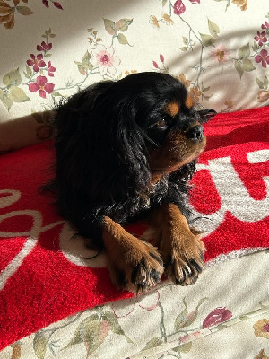 Étalon Cavalier King Charles Spaniel - Pinocchio Du clos de larpege