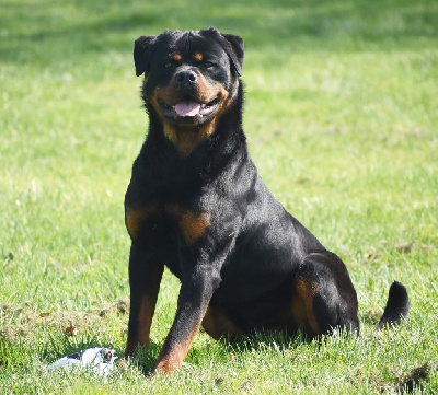 Étalon Rottweiler - Smog die prinzen schwartz der kuppel