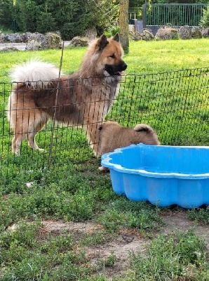 Étalon Eurasier - Taken maione des Legendes de Retz