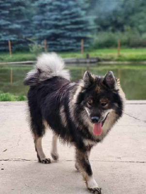 Étalon Eurasier - U'ryuk Du Domaine De Grande Esperance