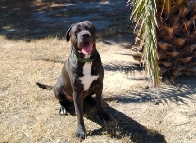 Étalon Cane Corso - Mon chien silver grey