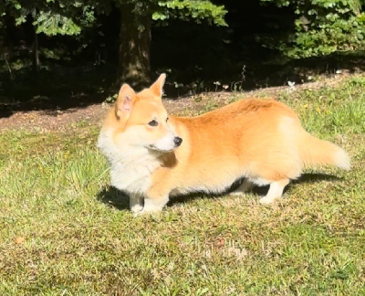 Étalon Welsh Corgi Pembroke - Urgo de Paline