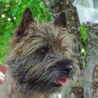 Étalon Cairn Terrier - Tuber heart-of-earth du domaine des roses de chaffois}