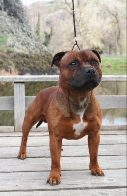 Étalon Staffordshire Bull Terrier - Nixon (Sans Affixe)}