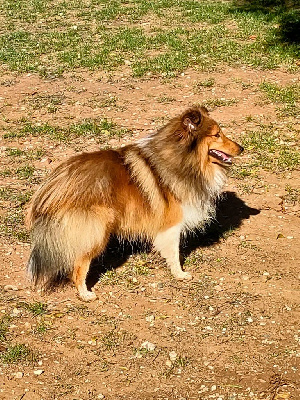 Étalon Shetland Sheepdog - (Sans Affixe) Rajah golden boy des milles eclats de tournesols