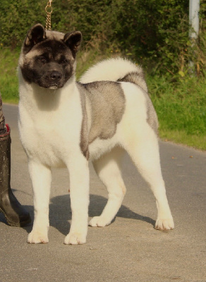 Étalon Akita americain - Rampage Spirit Very important puppy