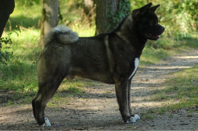 Étalon Akita americain - CH. Hoxakam Smells like teen spirit