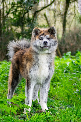 Étalon Akita - Uchi Of Imperial Kitsune