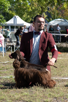 Étalon American Cocker Spaniel - Unchain the chocolat Of Love Show