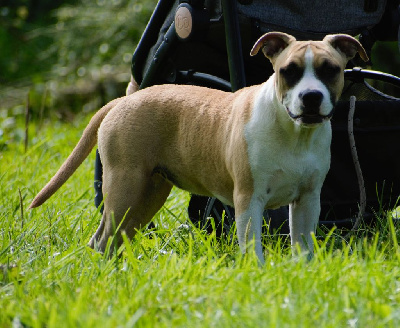 Étalon American Staffordshire Terrier - Very pretty girl De L'Empire Eternel