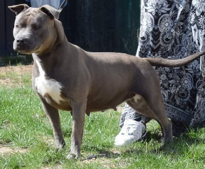 Étalon American Staffordshire Terrier - Shakira Des lys de solas