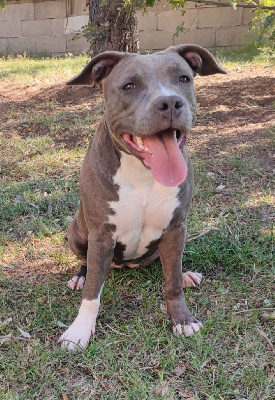 Étalon American Staffordshire Terrier - V'nezuko de la Taverne d'Ox