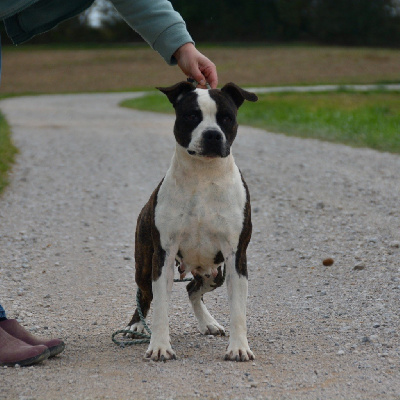 Étalon American Staffordshire Terrier - Pretty girl for ultimate truth the forgiveness american dog