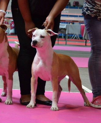 Étalon American Staffordshire Terrier - Ultimate Truth Just so crazy