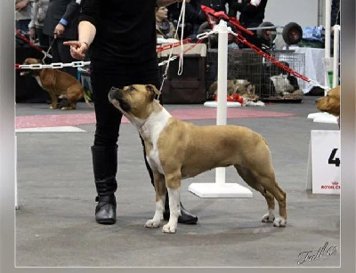 Étalon American Staffordshire Terrier - Intensity of light de la maison d este