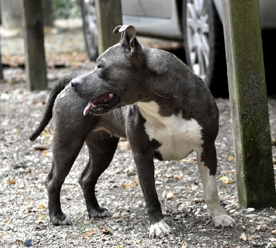 Étalon American Staffordshire Terrier - Big Black Ice Sambuca di sicilia