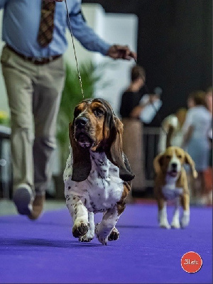 Étalon Basset Hound - CH. Umberto Des Treize Petites Fontaines