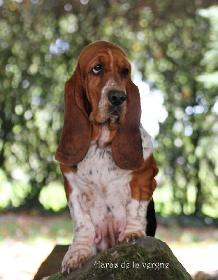 Étalon Basset Hound - T'as le look coco du Haras de la Vergne