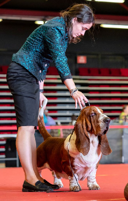 Étalon Basset Hound - CH. Ugo-boss Du Bois Des Bleizi