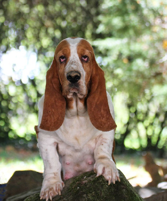 Étalon Basset Hound - T-rex du Haras de la Vergne