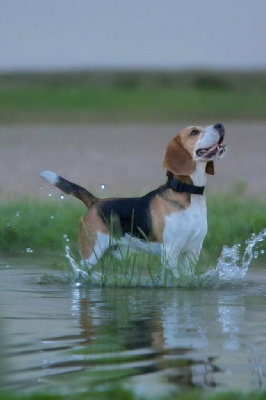 Étalon Beagle - Puffy (pardi) dog'n'tattoo