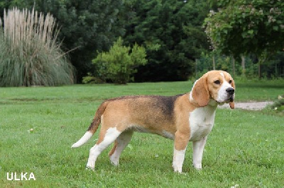 Étalon Beagle - Ulka du clos du bonheur