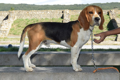 Étalon Beagle - Umca Bcbg Belle Carrure Belle Gueule