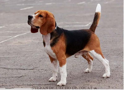 Étalon Beagle - CH. Sultan de l'echo de touat