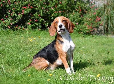 Étalon Beagle - Themis Du Clos De L'Ecotay