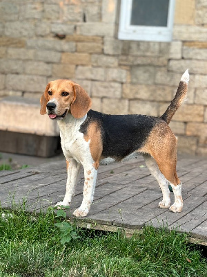 Étalon Beagle - Thaiti du clos du bonheur