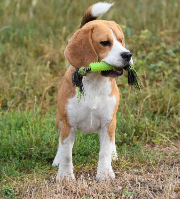 Étalon Beagle - Unter de la vallée du grand loup