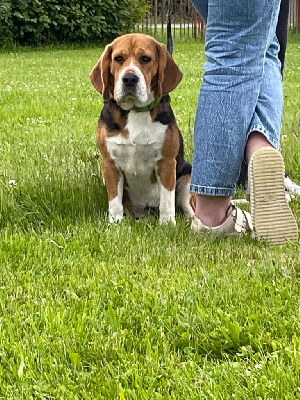 Étalon Beagle - Uska Du Domaine Des Versannes