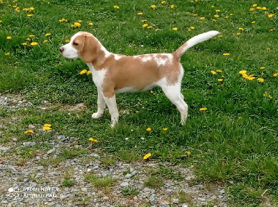 Étalon Beagle - Savante Du Domaine Des Pattes Dorées