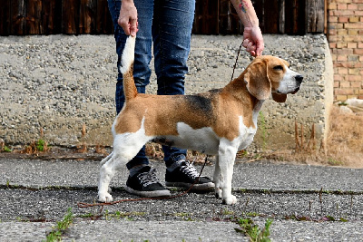 Étalon Beagle - Sublime ton monde dit moka De La Meute D'astérion