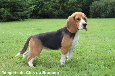 Étalon Beagle - Tempête du clos du bonheur