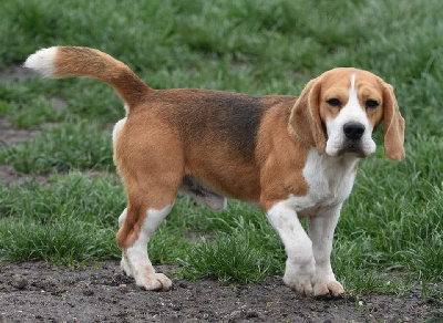 Étalon Beagle - Twiny de la vallée du grand loup