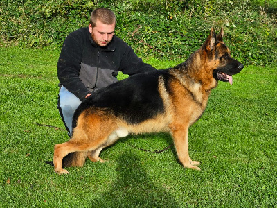 Étalon Berger Allemand - Sammo Von Angelius Team