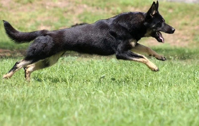 Étalon Berger Allemand - A'sugar von den reinhardswälder wolfen