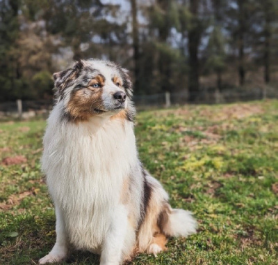 Étalon Berger Australien - Royal Fluffy Till lindemann