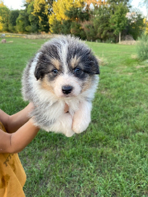 Étalon Berger Australien - Royal Fluffy Tess