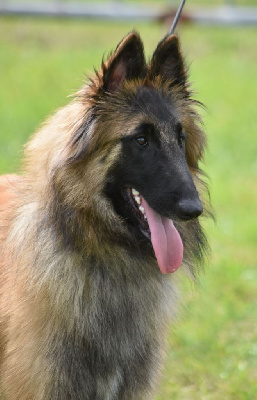 Étalon Berger Belge - Une pin-up des Loups de la Tiarde